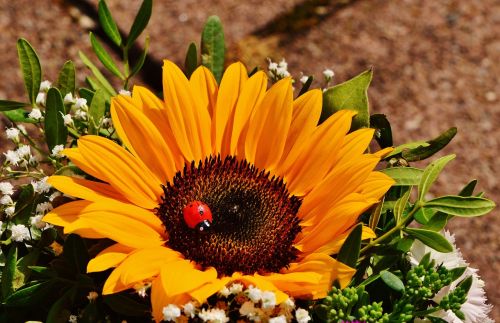 bouquet sun flower summer