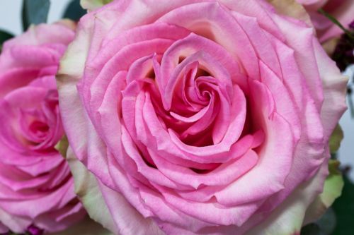 bouquet rose macro