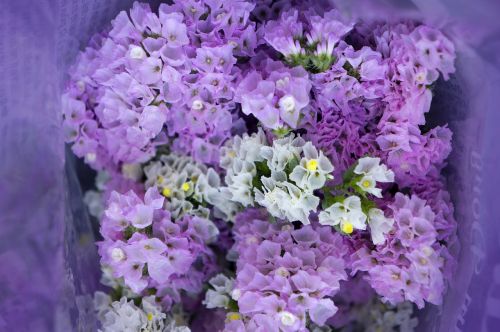 bouquet hoa sa lem pink to pale purple