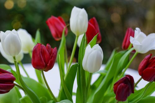 bouquet tulip red
