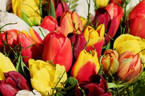 bouquet tulip bouquet flowers
