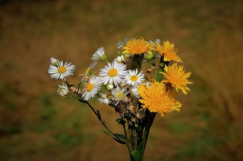 bouquet  łąkowe flowers  nature