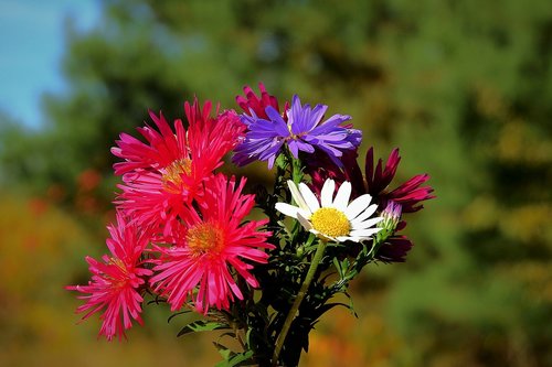 bouquet  flowers  colorful