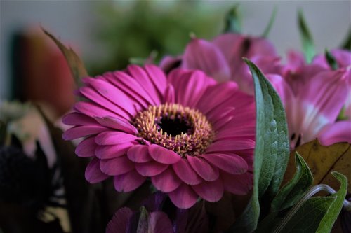 bouquet  pink  blossom