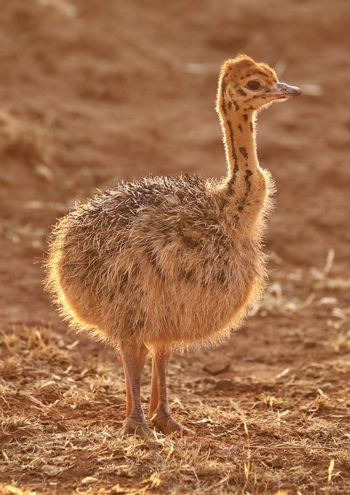 bouquet  bouquet of baby  africa