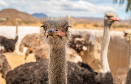 bouquet  flightless bird  head