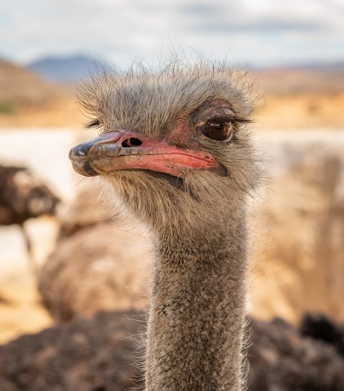 bouquet  flightless bird  head