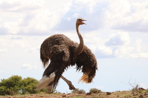 bouquet  africa  bird