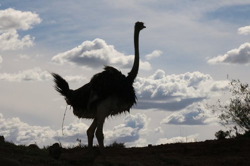 bouquet  africa  bird