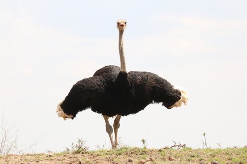 bouquet  africa  bird