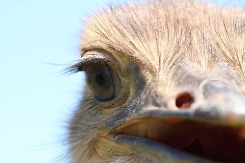 bouquet  africa  bird