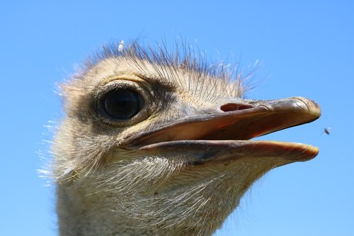 bouquet  africa  bird