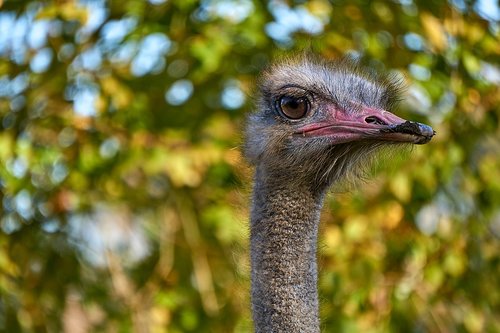 bouquet  bird  animal