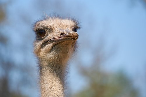 bouquet  bird  animal