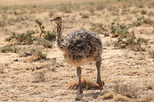 bouquet  bird  flightless bird