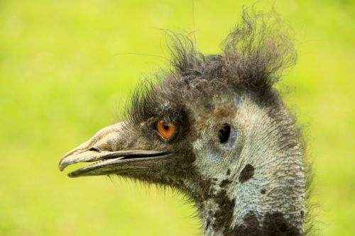 bouquet bird animals