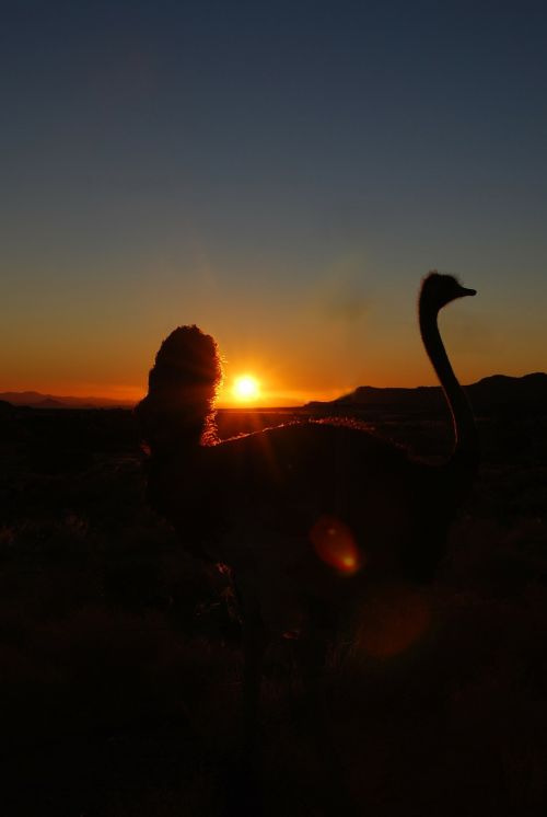 bouquet sunset ostrich