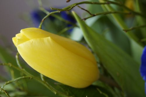 bouquet tulip spring