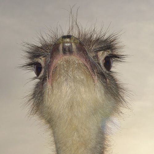bouquet bird ostrich