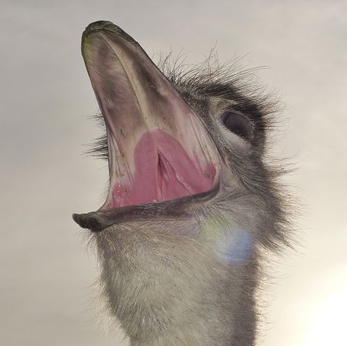 bouquet bird ostrich