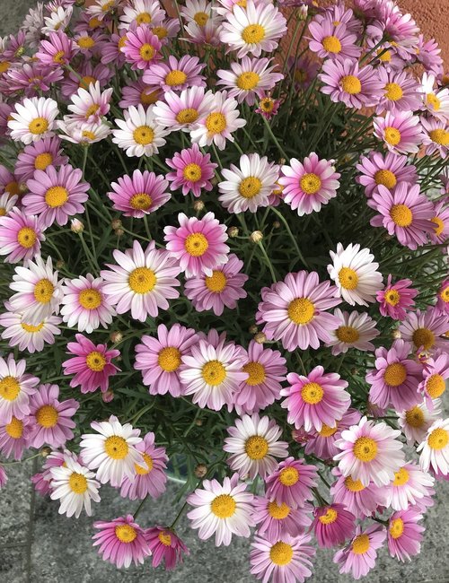 bouquet of flowers  flowers  romantic