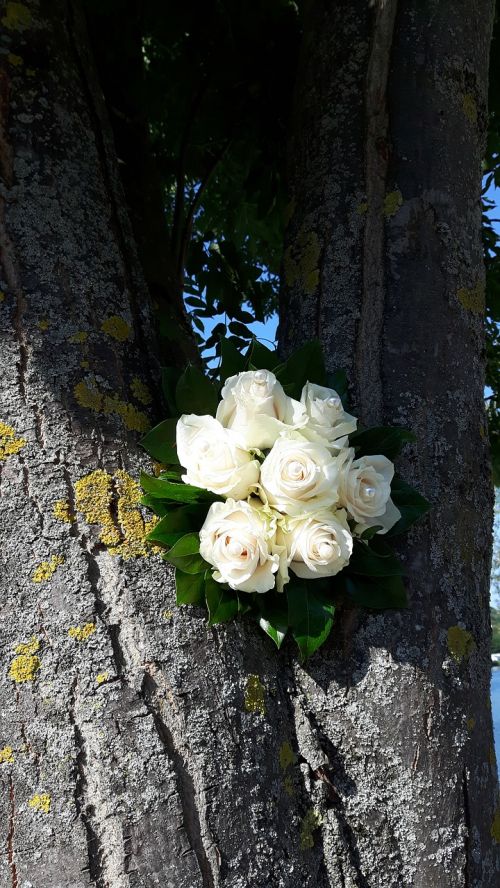 bouquet of roses roses tree