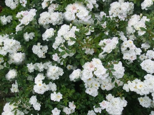 bouquet rose white flower