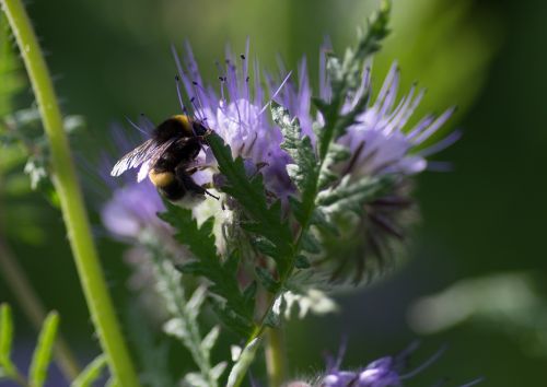 bourdon foraging flower