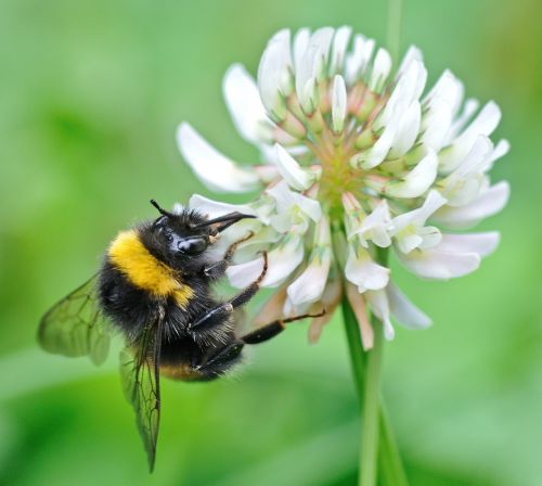 bourdon insect forage