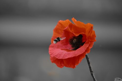 bourdon poppy fields