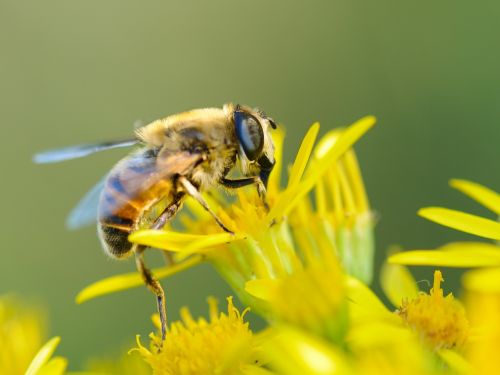 bourdon insect macro