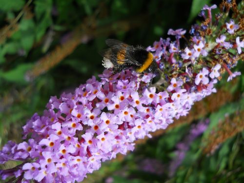 bourdon nature flower