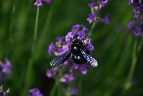 bourdon  flower  violet