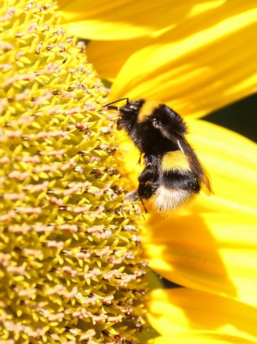 bourdon  yellow  sunflower