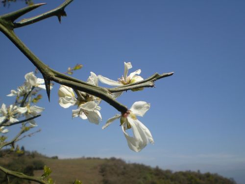 boutonnieres lemon blossom lemon tree wild