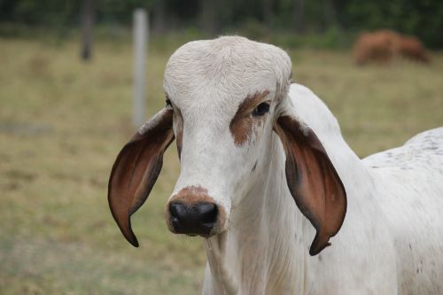 bovine livestock farm