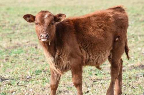 bovine animal livestock