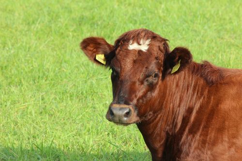 bovine calf field