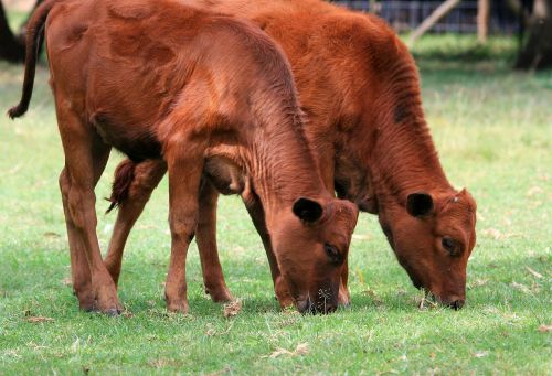 bovine calves grazing