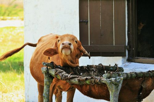 bovine farm animal animal