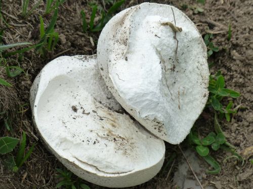 bovist mushroom white
