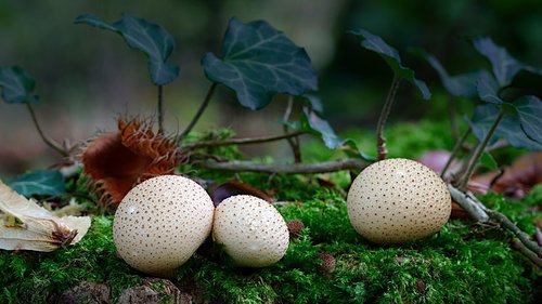 bovist  mushroom  forest