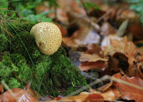 bovist mushroom forest