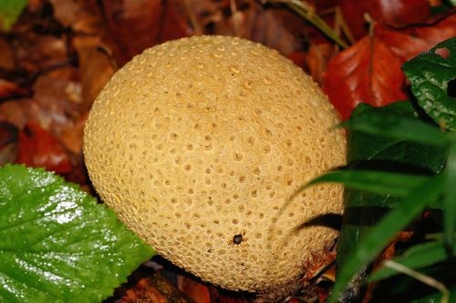 bovist mushroom mushroom dust
