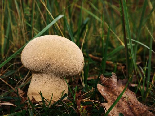 bovist mushroom purse puffball