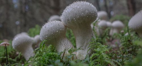 bovist mushrooms forest mushrooms