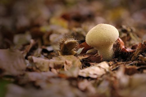 bovist umbrinum mushroom