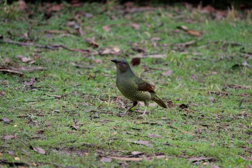 bower bird satin