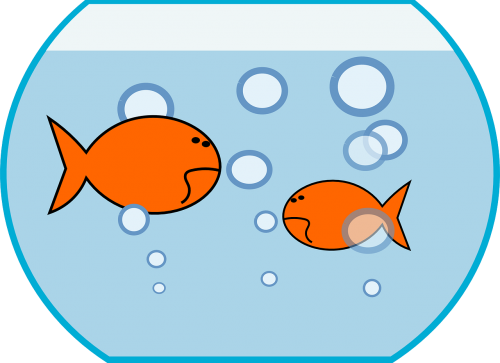 bowl fish goldfish