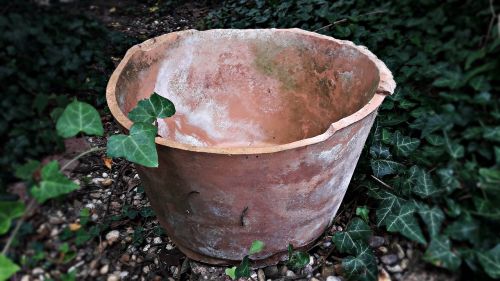 bowl flower pot shell